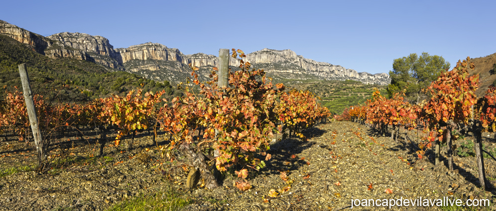 Vinyes de les vilelles i el Montsant, Priorat